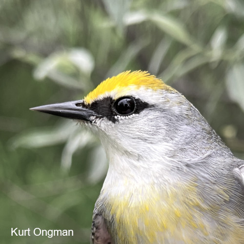 A hybrid Vermivora warbler of the Brewster's phenotype. Photo Kurt Ongman