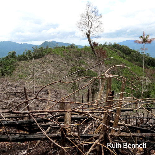 Slash and burn clearing in a tropical forest. Ruth Bennett