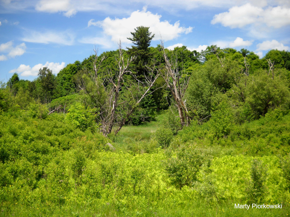 Breeding habitat with two interestingly shaped dead trees leaning above early-succesional shrubland. Photo John Confer