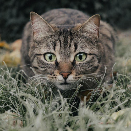 A gray striped cat with green eyes sits poised in the stalking position.