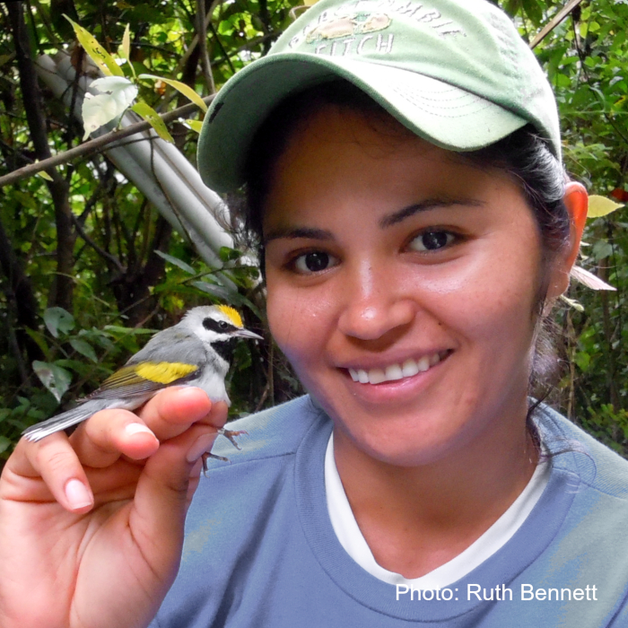 A biologist in a blue shirt smiles while holding a Golden-winged Warbler.