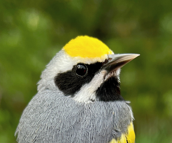 The face of a male Golden-winged Warbler. Photo Kurt Ongman