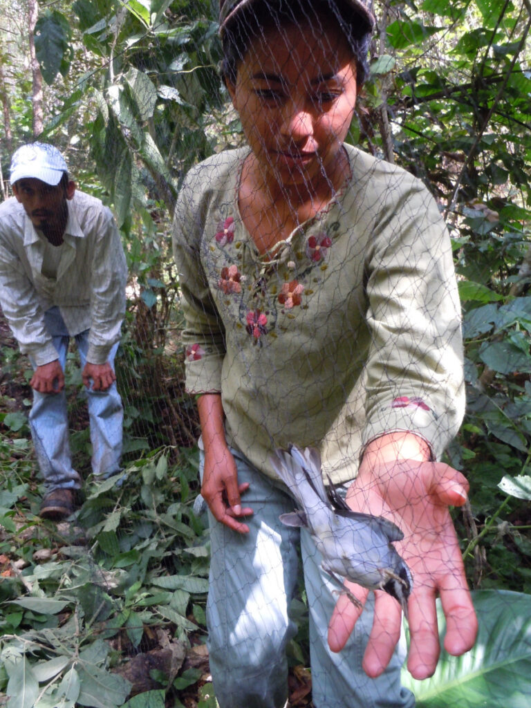 A biologist carefully extracts a Golden-winged Warbler from a mist-net in Nicaragua. Photo: Ruth Bennett