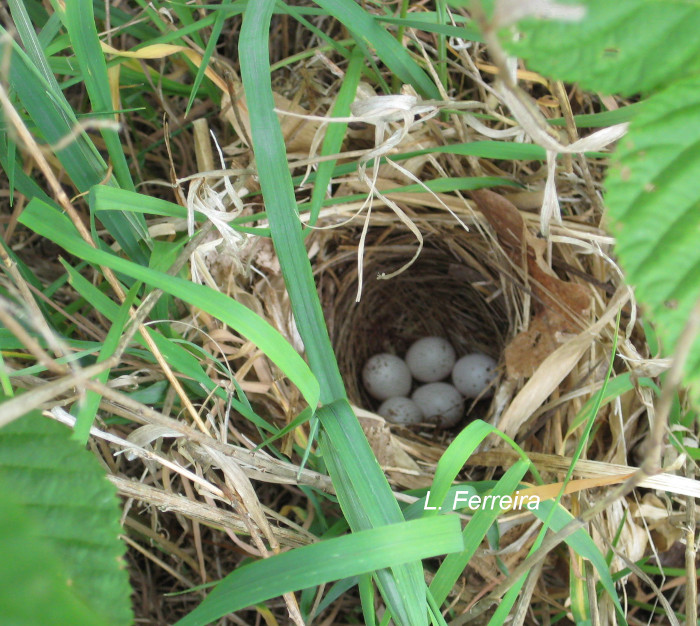 A Golden-winged Warbler nest hidden in a dense bed of grass and blackberry foliage